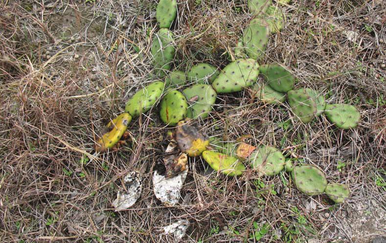 Volume 2, Issue 1 Page 3 Pricklypear Cactus Surveys in Coastal Mississippi Figure 1. Damage from native Melitara on Opuntia humifusa (Raf.) Raf.