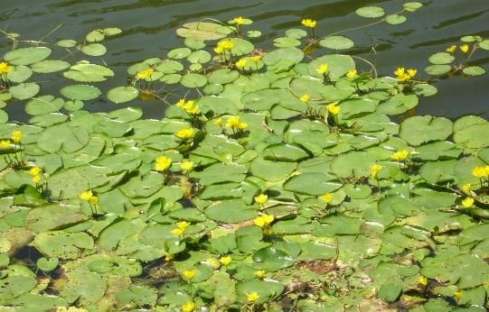 Yellow Floating Heart in Mississippi By John D. Madsen Yellow floating heart (Nymphoides peltata) is a floating-leaved perennial plant that forms yellow flowers.