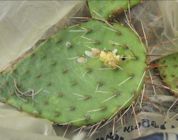 And it has been listed conspecific with Opuntia cymochila Engelmann & J.M. Bigelow in the Flora of North American (http://www.efloras.org/florataxon.aspx?