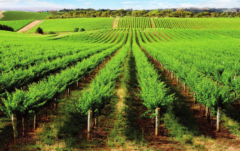 OUR LOCATION McLaren Vale is a long established premium Australian Wine Region boasting international recognition and a rich winemaking heritage.