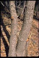 Black Oak Quercus Kelloggii Quercus