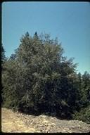 Canyon Live Oak Quercus Chrysolepis
