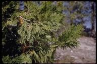 a gymnosperm, is a  also found outside of