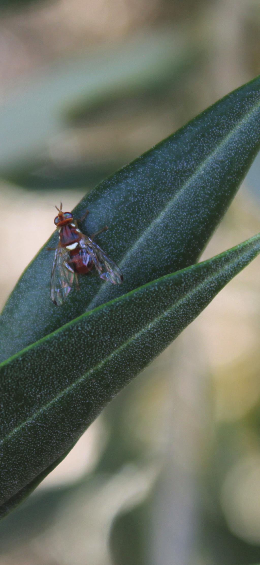 edu Introduction: live fruit fly (OLF) Bactrocera oleae was found for the first time in urban Los Angeles, California in 1998 and rapidly spread to the rest of California by 2002.