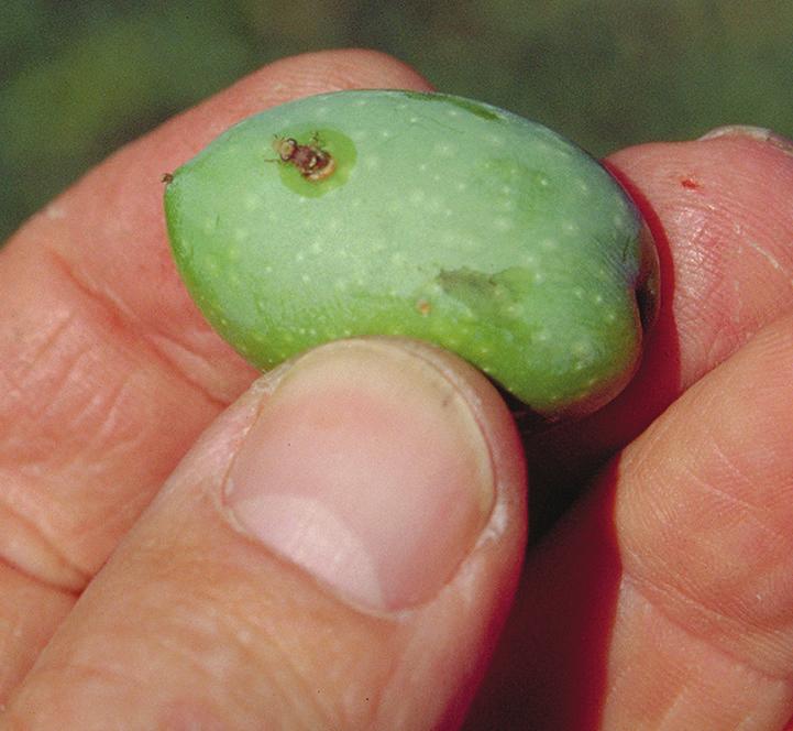 The greatest damage occurs later in the season (September to November) when populations are highest. The olive fly lays its eggs just beneath the skin of the fruit leaving brown spots.