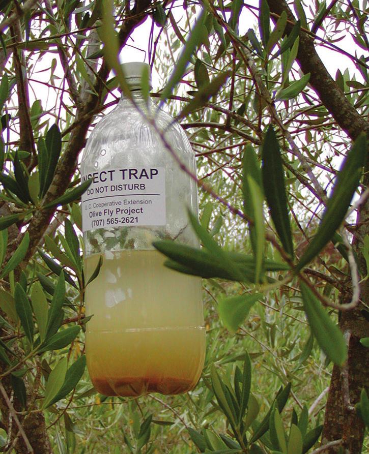 Mass Trapping and Spray Treatments for OLF Control Mass trapping and spray treatment control trials were conducted on Mission, Leccino, and Frantoio olive trees in Sonoma County for five years from