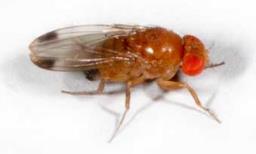 Spotted Wing Drosophila Origin Native to SE Asia/Japan In Hawaii since 1986 Do not know how it got to California