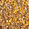 AVEVE standard A standard mixture of many ingredients and no barley Very good value for money Can be fed year round Composition: Wheat 25 Maize dried 20 Maize Cribs 15 Peas yellow 15