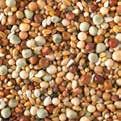 breeding season Contains French Cribs maize with a high germination capacity (about 85) and orange maize 5 and Composition: Maize Cribs 20 Peas yellow 13,5 Dunpeas 11,5 Dari 10 Peas