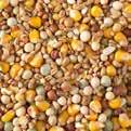 during every season AVEVE 4-seasons is very affordable Composition: Maize dried 30 Wheat 25 Peas yellow 20 Milo 10 Barley 10 Dunpeas 5 AVEVE squabs A mixture very high in protein