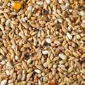 Rapeseed 1 Dehulled oats 1 Canary seed 1 Millet yellow 1 AVEVE racing Varied mixture high in calories Increases stamina and speeds up recovery in homing pigeons during racing season