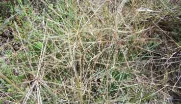 Rough or Slender Grass Austrostipa scabra Wallaby Grass Austrodanthonia spp A large dense, spreading shrub or small tree Clusters of fragrant white flowers with