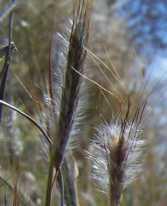 green in colour, becoming purplish when mature and black once ripe The seedhead is windmill-like in shape, made up of 5 10 spikes (5 17cm long) that radiate from the