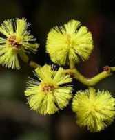 FLOWERING TIME: Most of the year HEIGHT: 15 cm A small tree Male and