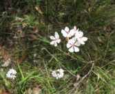 but well drained soils in sunny or lightly shaded location FAMILY: COLCHICACEAE HABITAT: Open forests,
