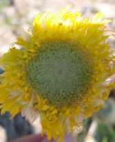 temperature range It is drought and frost resistant FAMILY: ASTERACEAE HABITAT: Plains Grassland, Grassy Wetland, Red gum woodland
