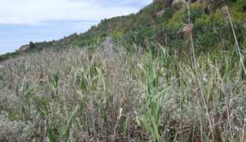Common Reed Phragmites australia Kangaroo Grass Themeda triandra Semi-aquatic perennial grass.