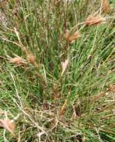 rhizomatous, perennial grass with branched stems Flower-heads are widely spreading with many