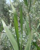 Leaves are smooth and flat or loosely inrolled, 80cm long and 4 cm wide.