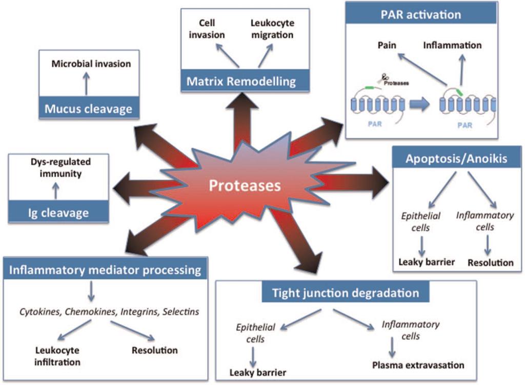 Mechanism of action of proteases in GI diseases.