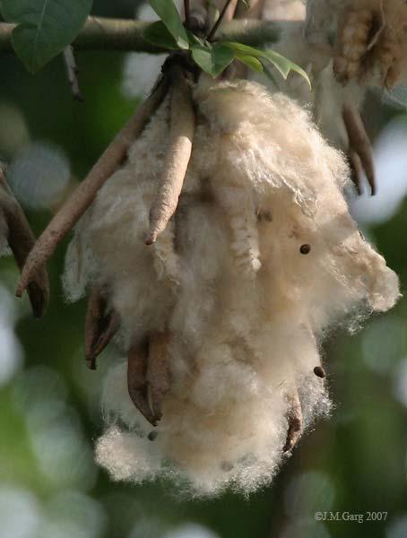 Family ties Ceiba pentandra Kapok or Cotton Tree Formerly widely used for stuffing pillows, bases and