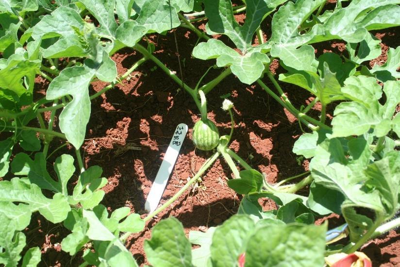 Impact on crops may come gradually and symptoms like late fruit maturity may be mistakenly