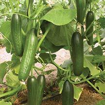 Cucumbers (slicing and pickling) How do I know CUCUMBERS are 6-10 inches long and 1-2 inches