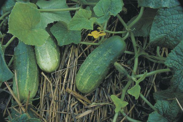 Search through the plants (cucumbers like to hide!