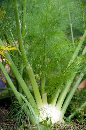 FENNEL is Look at the white fennel bulb. Is it filled out and rounded?