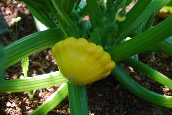 (Patty Pan) Skin will be tender SQUASH? Be very careful. Vines are prickly!