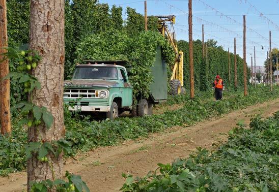Hop farming, American style Hop plants are either male or female, producing annual climbing bines from a perennial crown of rhizomes.