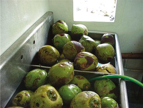 Chapter 4 - Coconut water processing: a chain approach 17 Good practice Poor quality nuts must be rejected.