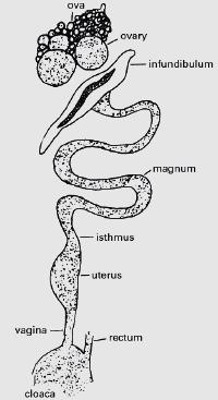 Slika 2. Ženski reproduktivni sustav Izvor:http://www.thepoultrysite.