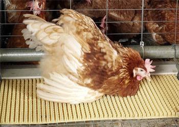 Ako se koriste kapljične pojilice ili šalice za napajanje najmanje dvije moraju biti dostupne svakoj kokoši; (4) u svrhu lakše kontrole, naseljavanja ili vađenja kokoši, prolaz među pojedinim