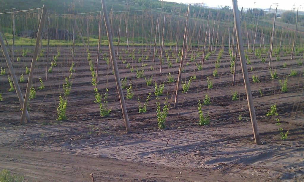 Organic Hop Market Report American Organic Hop Grower Association May 2011 JANUARY REPORT RECAP 2011 Spring Planting Report The spring planting season for the 2011 crop has now passed, but we are