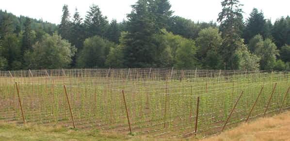 Member Spotlight Plough Monday Hops Plough Monday Hops is a small twoacre Willamette Valley organic hop farm located in the agriculture community of Elmira (Lane County), Oregon off of the Long Tom