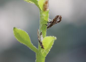 1 3 2 4 insects such as aphids, leafhoppers and psyllids that suck juice from plants. Her main re - sponsibility is alerting growers and regulatory agencies to the arrival of any new pests.