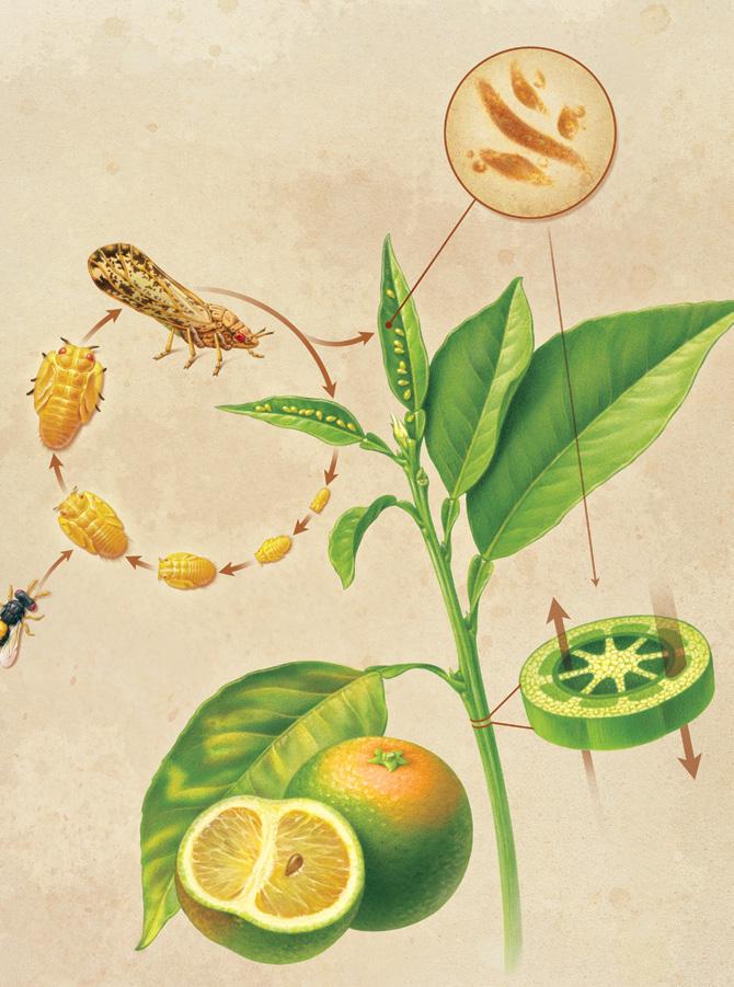 HOW IT WORKS View to a Kill Huanglongbing (HLB) is one of the most devastating diseases of citrus plants.