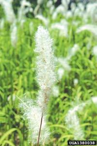 Cogongrass - Flower and Seed Head Comparison Flower/Seed head -