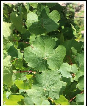 Even though the adult stage does not cause significant damage to vines, it is the target of the insecticides to prevent egg laying and larval infestation.