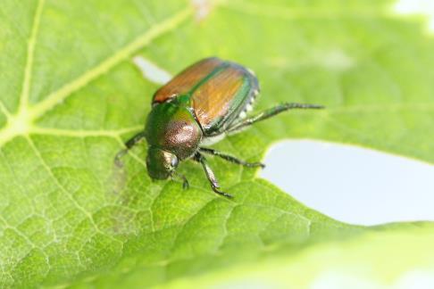Japanese Beetle. By and large, Japanese beetle populations have not been as bad as they were a few years ago.