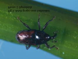 Bloom to Mid-season Grape Cane Gallmaker. The grape cane gallmaker is a beetle in the weevil family. You can find a fact sheet on GCG at https://ecommons.cornell.