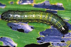 lawns. A female fall armyworm moth can lay up to 1000 eggs over several nights on grasses or other plants. These eggs hatch a few days after being laid.