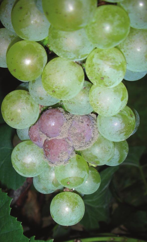 Fig 1. Botrytis bunch rot (Photo Credit: Tuner Sutton, NCSU) Fig 2. Powdery mildew on fruit (Photo Credit: Tuner Sutton, NCSU) Powdery Mildew (Fig. 2) Fruit should be protected until 8 Brix.