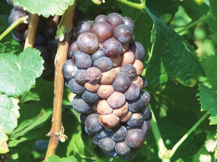 Sour rot (Fig. 6) can be a problem on fruit that has been wounded. This problem is a complex of fungi, bacteria, and insects that gain entry via wounds of fruit.