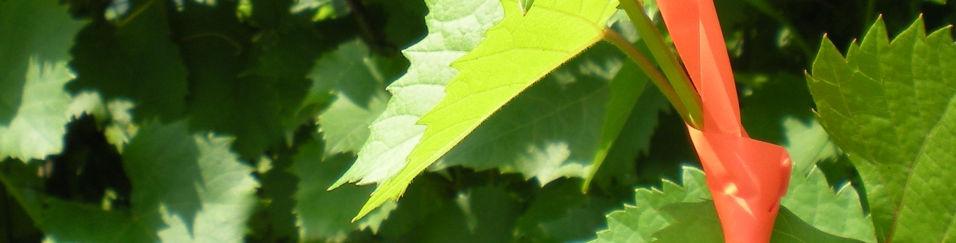 To find out, I marked the shoots of Marquette grape plants with flagging tape on August 9.