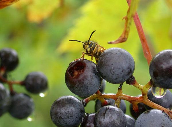 These pests can break open the skins of grape berries to forage on the sugary contents.