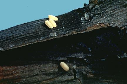 Eggs are laid mainly under
