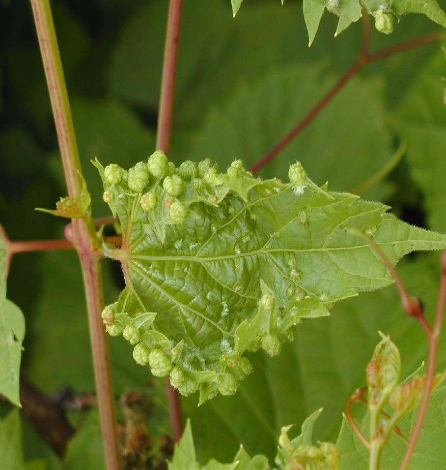 Root form is of concern on vinifera vines.