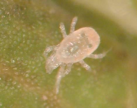 spider mite Predatory mite 10:1 ratio of pest to